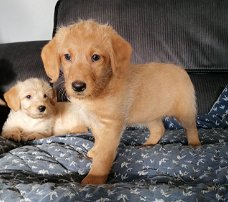 Schattige Labradoodles-puppy's beschikbaar