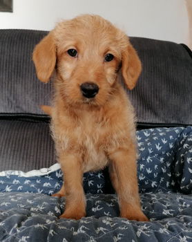 Schattige Labradoodles-puppy's beschikbaar - 1