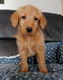 Schattige Labradoodles-puppy's beschikbaar - 1 - Thumbnail