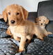 Schattige Labradoodles-puppy's beschikbaar - 2 - Thumbnail