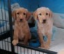 Schattige Labradoodles-puppy's beschikbaar - 3 - Thumbnail