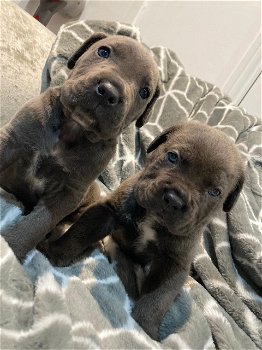 Cane Corso-puppy's Klaar om te vertrekken - 0