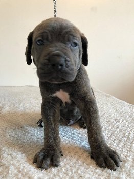 Cane Corso-puppy's Klaar om te vertrekken - 1