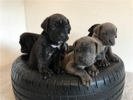 Cane Corso-puppy's Klaar om te vertrekken - 2