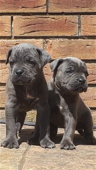 Cane Corso-puppy's Klaar om te vertrekken - 3