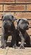 Cane Corso-puppy's Klaar om te vertrekken - 3 - Thumbnail