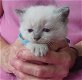 Lieve Ragdoll-kittens - 0 - Thumbnail