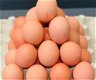 Te koop echte biologische eieren - 4 - Thumbnail