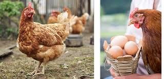 Te koop echte biologische eieren - 7