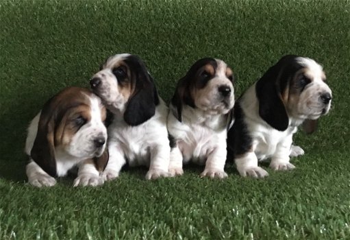 Mooie basset hound pups. - 0