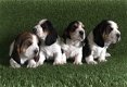 Mooie basset hound pups. - 0 - Thumbnail