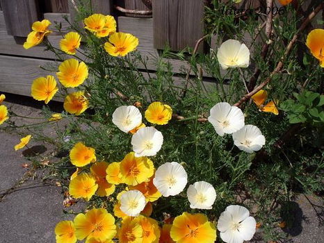 Slaapmutsjes zaden , Eschscholzia californica - 0