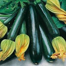 Zaden van Courgette "Black Beauty" - nr. 1