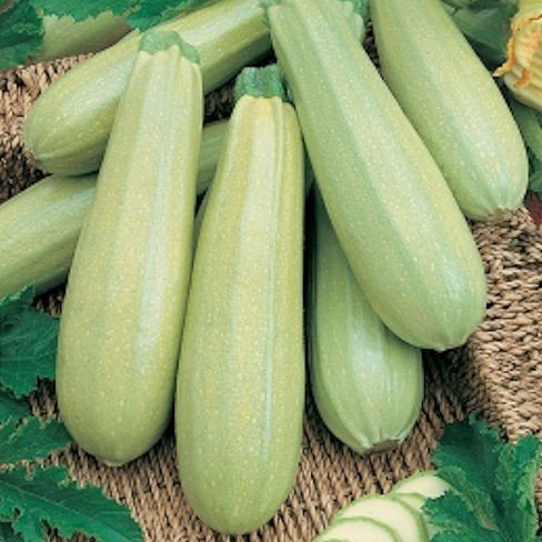 Courgette zaden "Bianca di Trieste" - nr. 1