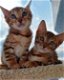 Bengaalse kittens rosetted. - 0 - Thumbnail