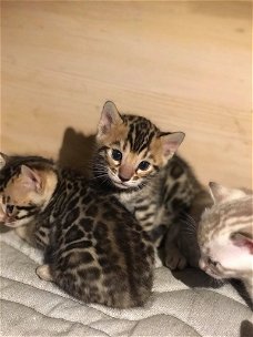 Twee Bengaalse Kittens (11 weken)..