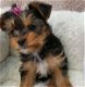 Prachtige mannelijke hond van de Yorkshire Terrier - 0 - Thumbnail