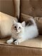 Schitterende kleine Ragdolls-kittens - 0 - Thumbnail