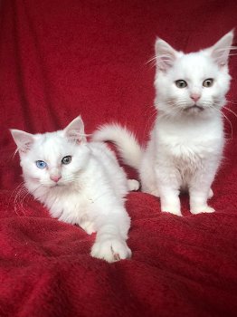 Mooie maine coon x kittens - 0