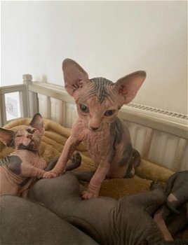 Mooie Sphynx Kittens - 0