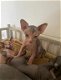 Mooie Sphynx Kittens - 0 - Thumbnail