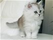 Prachtige Schotse kittens - 0 - Thumbnail