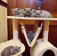 Brits korthaar kittens - 0 - Thumbnail