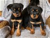 charmante mannelijke en vrouwelijke Rottweiler-puppy's - 0 - Thumbnail