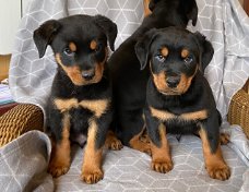 charmante mannelijke en vrouwelijke Rottweiler-puppy's