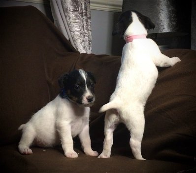 Mooie Jack Russell Terrier-puppy's - 0