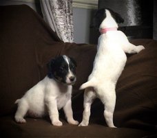 Mooie Jack Russell Terrier-puppy's