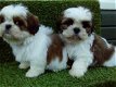Lieve mannelijke en vrouwelijke Shih Tzu-puppy's - 0 - Thumbnail