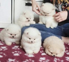 Mooie Pommeren puppy's