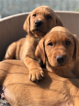 Schattige Labrador-puppy's - 0