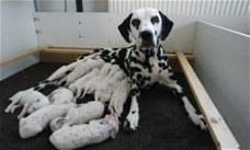 Dalmatierpups met stamboom