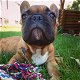 Franse bulldogs honden - 0 - Thumbnail