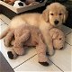 Labrador-honden voor herplaatsing - 0 - Thumbnail