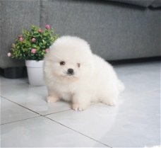 Witte Pommeren hond
