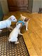 Rottweiler pups - 0 - Thumbnail
