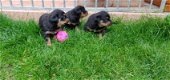 Prachtige Rottweiler puppy! - 0 - Thumbnail