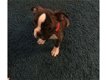 Boston Terriër pups - 0 - Thumbnail