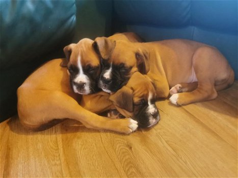 Boxer pups - 0