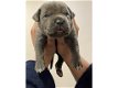 Blauwe Cane Corso-puppy's - 0 - Thumbnail