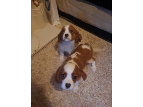 Cavalier King Charles Spaniel-puppy's - 0