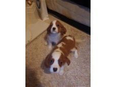 Cavalier King Charles Spaniel-puppy's