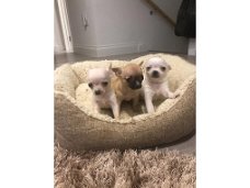 3 prachtige chihuahua puppies met volledige kralen