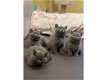 Mooie Britse korthaar kittens - 0 - Thumbnail