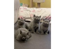Mooie Britse korthaar kittens
