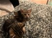 Bengaalse kittens - 0 - Thumbnail