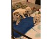 Mooie Siberische pups te koop - 0 - Thumbnail